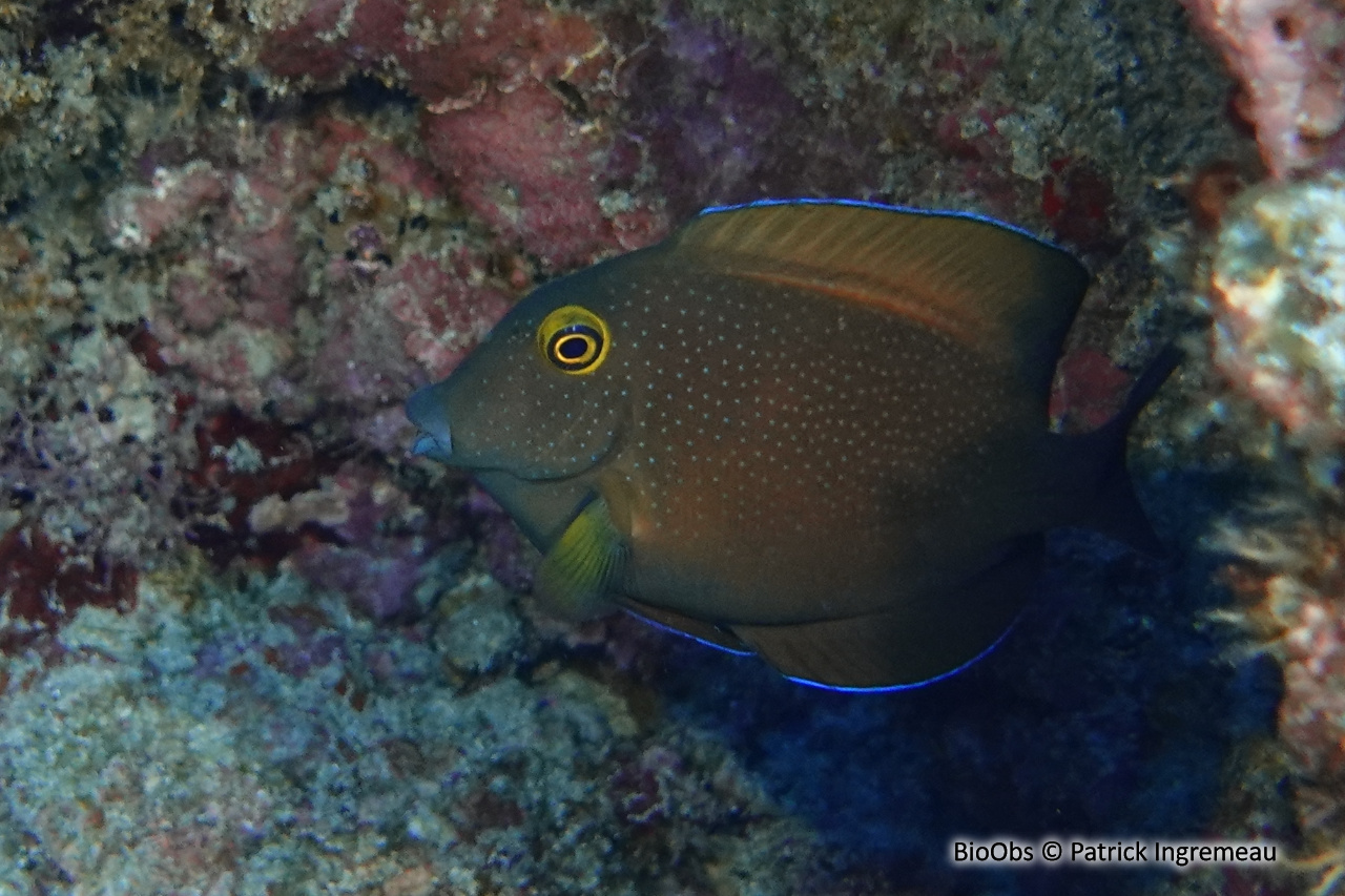 Chirurgien anneau d'or - Ctenochaetus truncatus - Patrick Ingremeau - BioObs