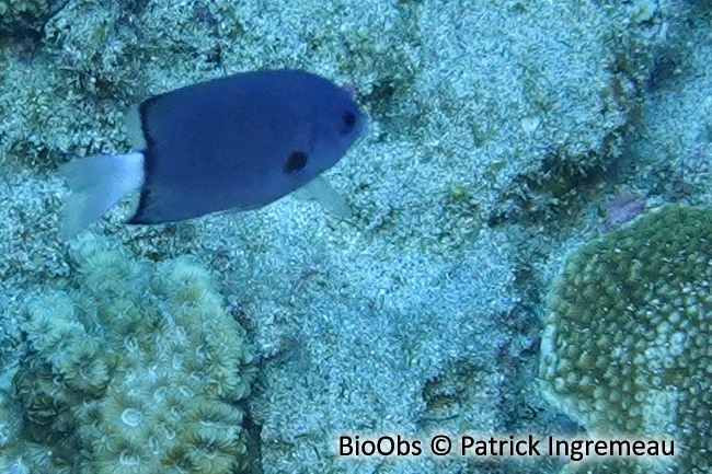 Demoiselle à queue blanche - Chromis leucura - Patrick Ingremeau - BioObs