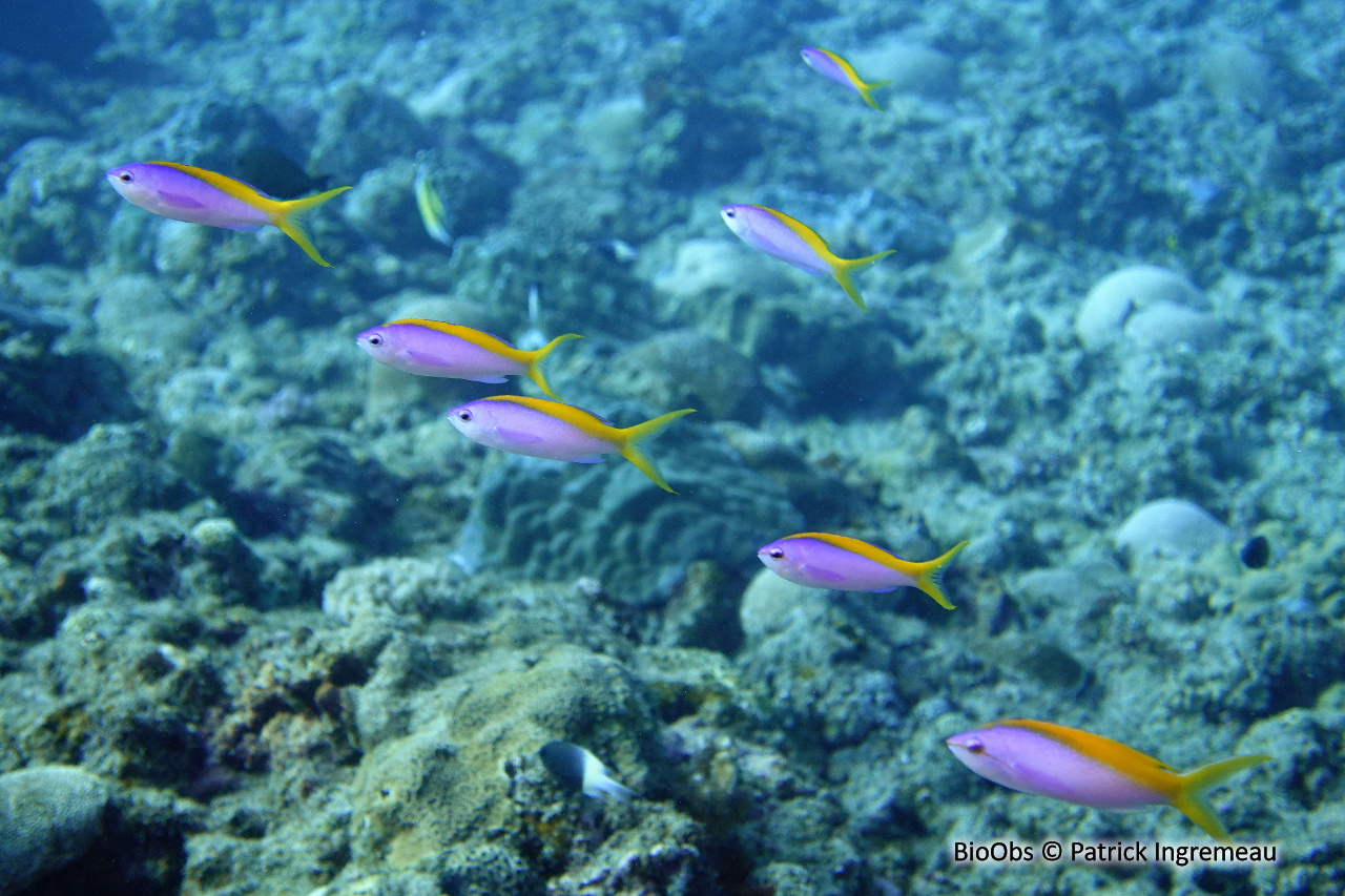 Barbier à queue jaune - Pseudanthias evansi - Patrick Ingremeau - BioObs