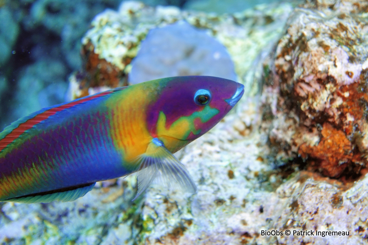 Girelle-paon bariolée - Thalassoma genivittatum - Patrick Ingremeau - BioObs