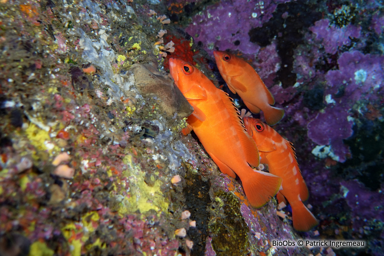 Mérou oriflamme - Epinephelus fasciatus - Patrick Ingremeau - BioObs