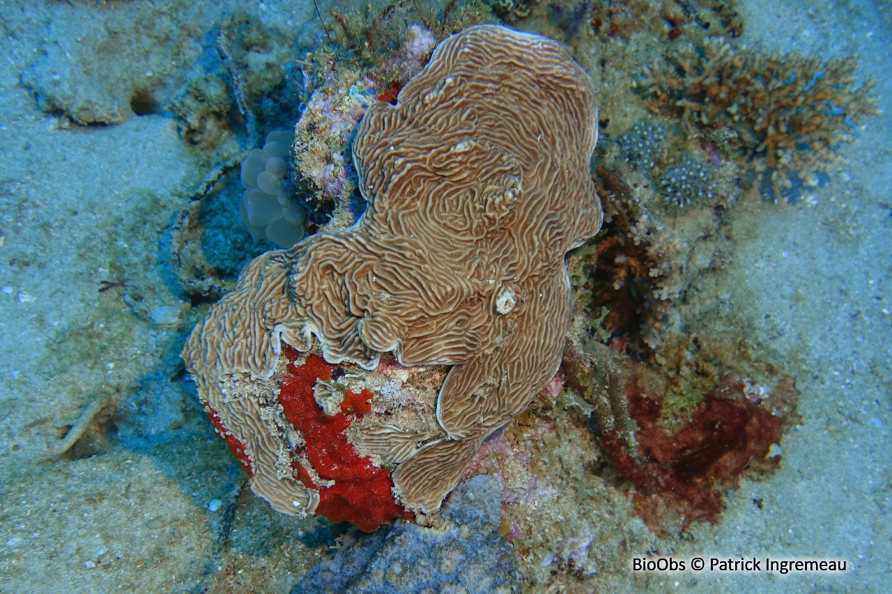Pachyseris (genre) - Pachyseris sp - Patrick Ingremeau - BioObs