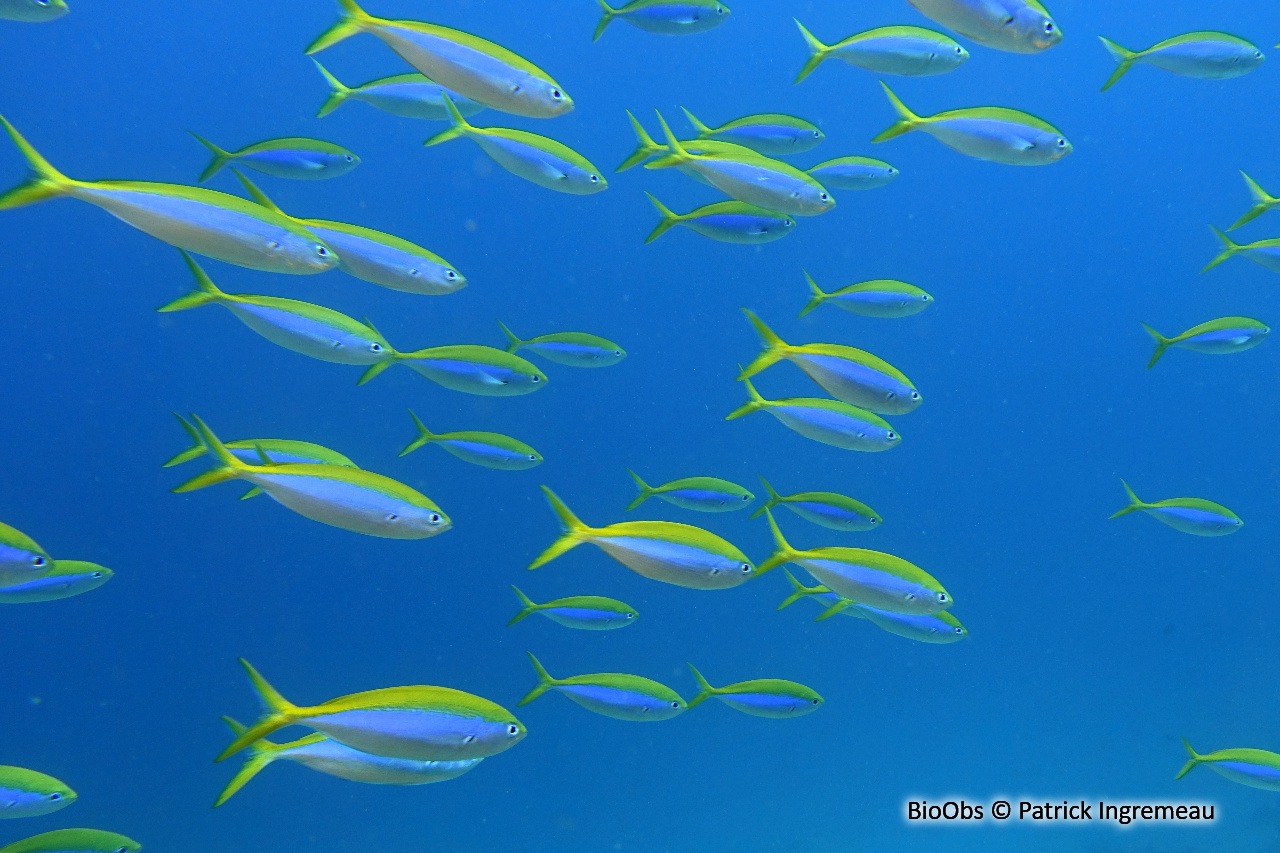 Fusilier à dos jaune - Caesio xanthonota - Patrick Ingremeau - BioObs