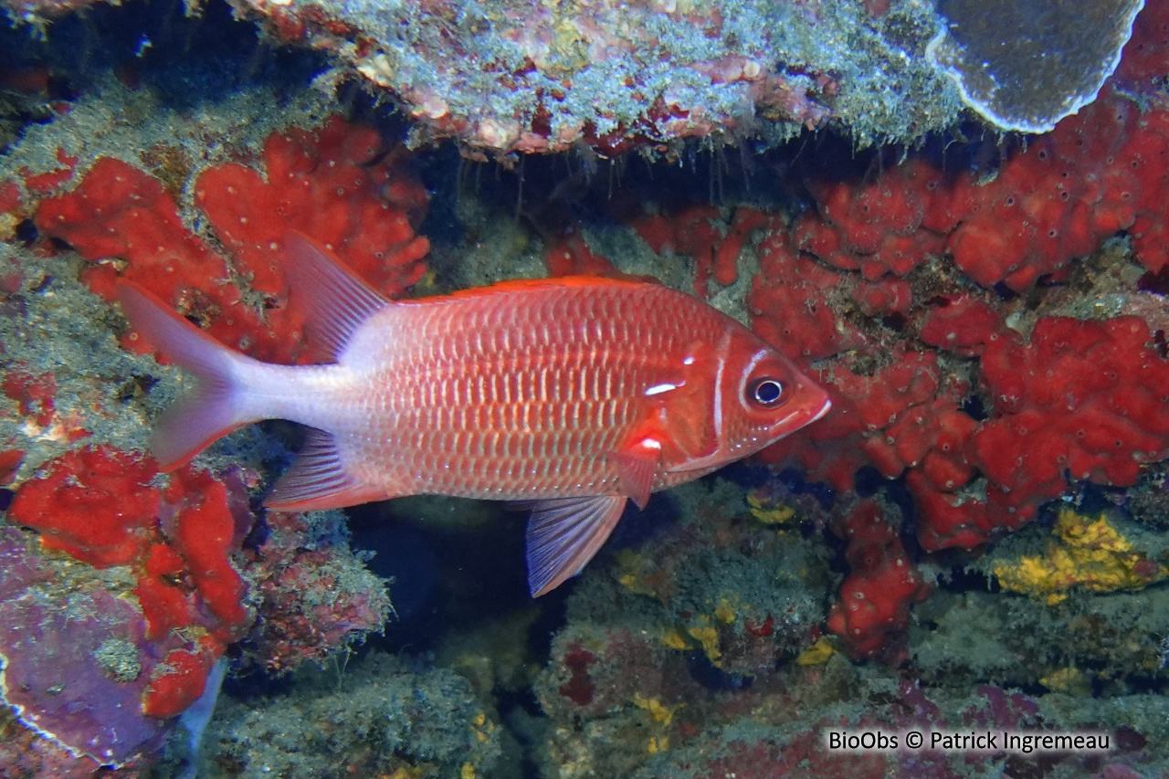 Poisson-écureuil à queue blanche - Sargocentron caudimaculatum - Patrick Ingremeau - BioObs