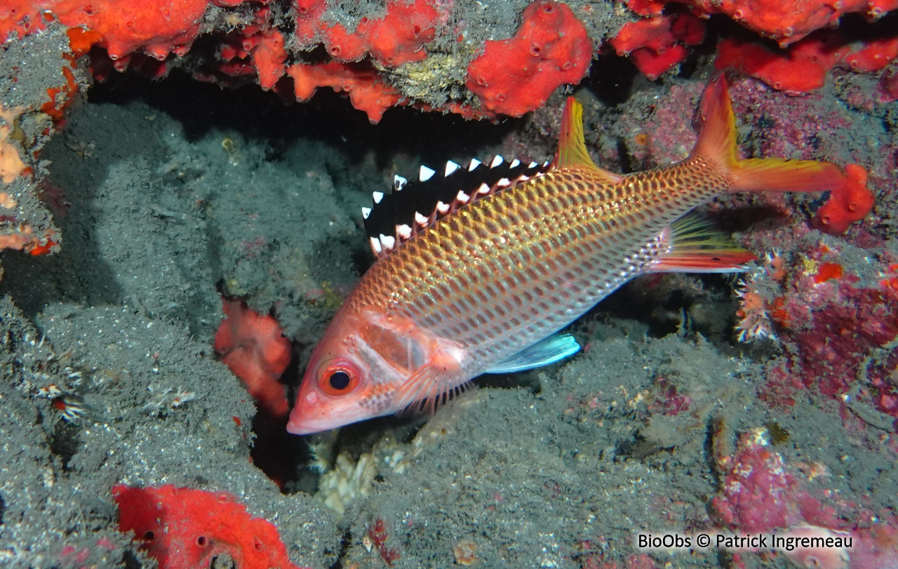 Poisson-écureuil argenté à bandes - Neoniphon opercularis - Patrick Ingremeau - BioObs