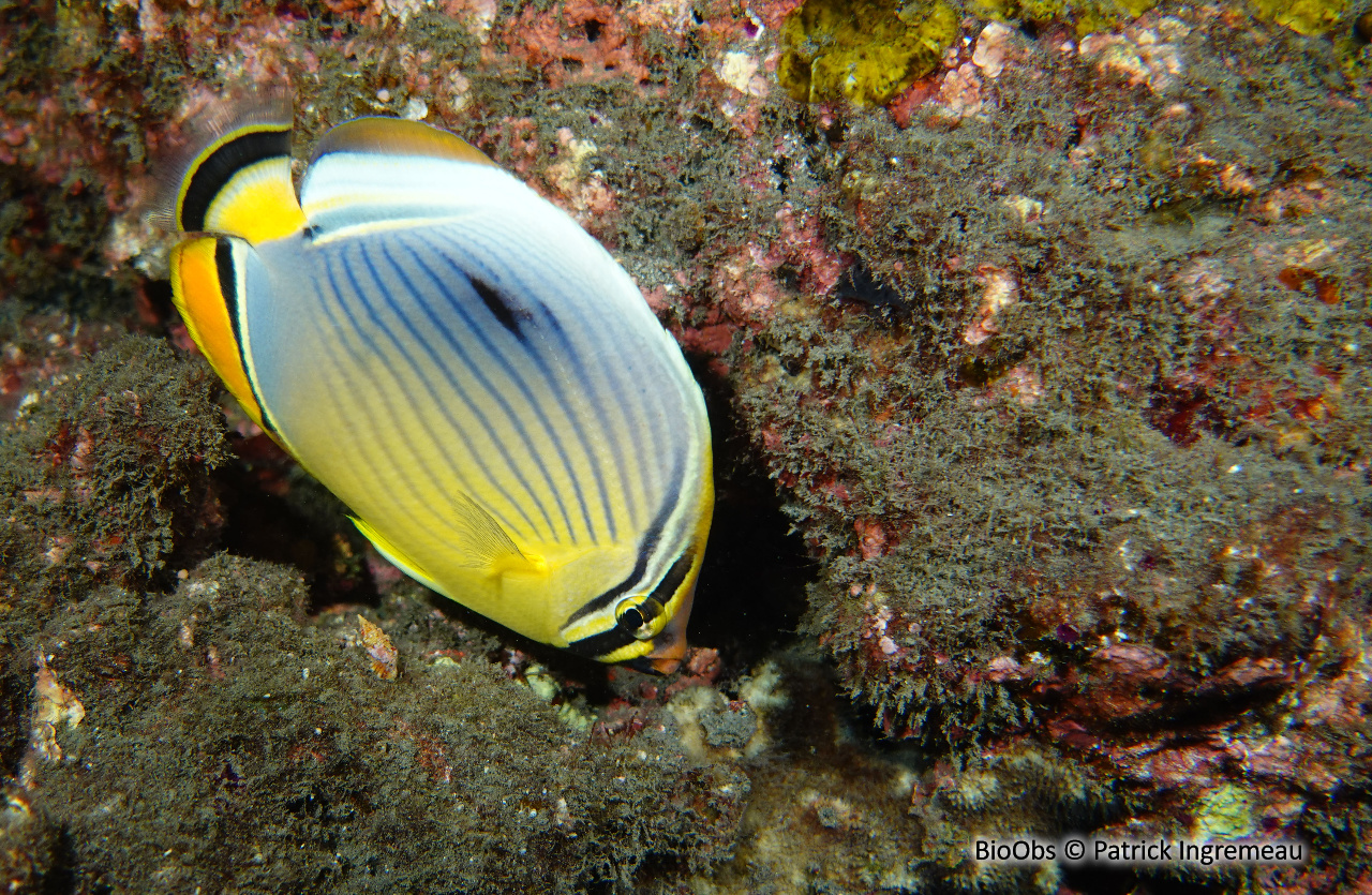 Poisson-papillon côtelé indien - Chaetodon trifasciatus - Patrick Ingremeau - BioObs