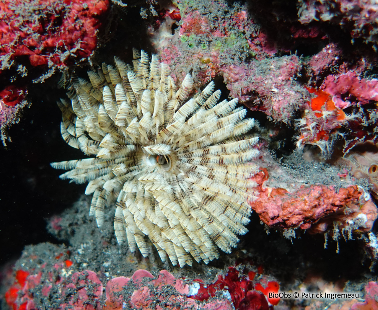 Ver éventail - Sabellastarte sp. - Patrick Ingremeau - BioObs