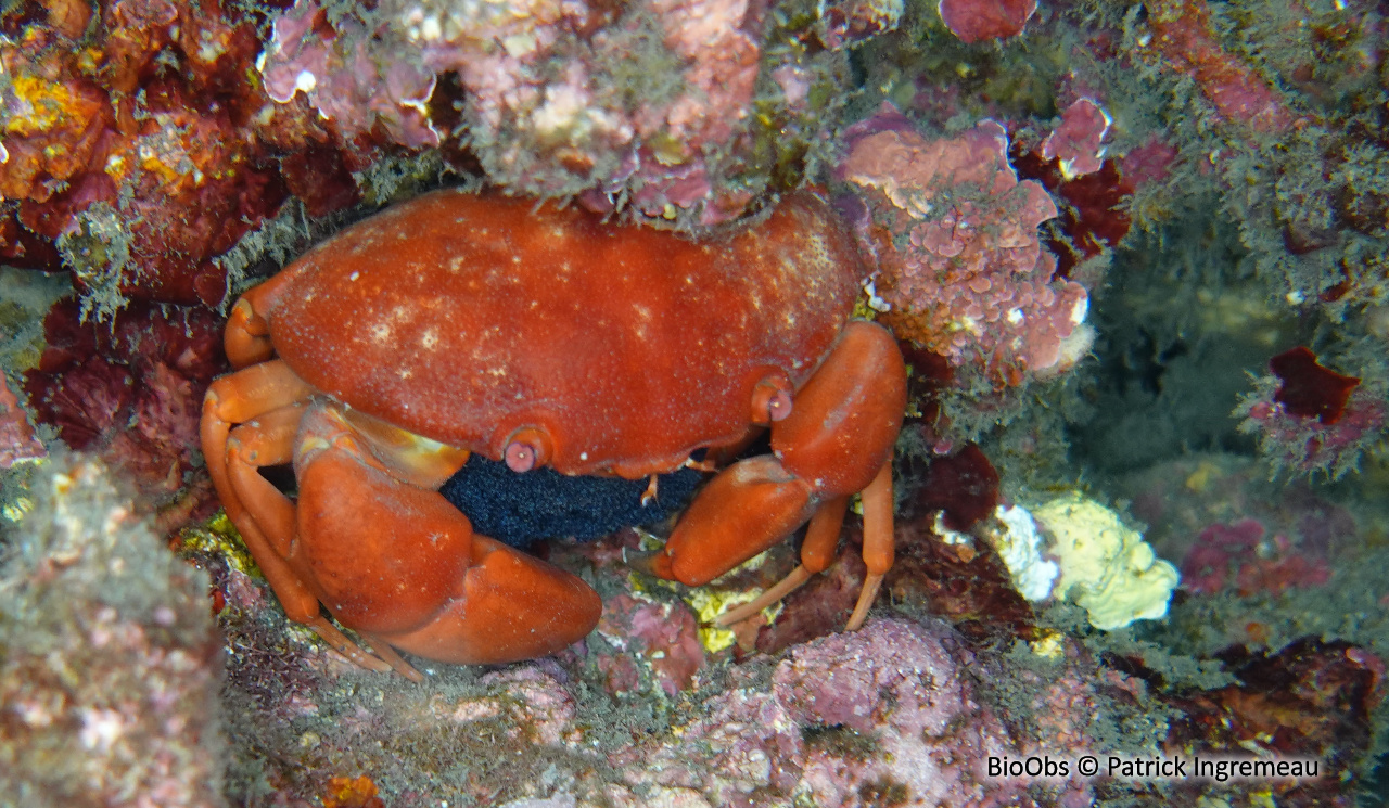 Crabe bombé - Carpilius convexus - Patrick Ingremeau - BioObs