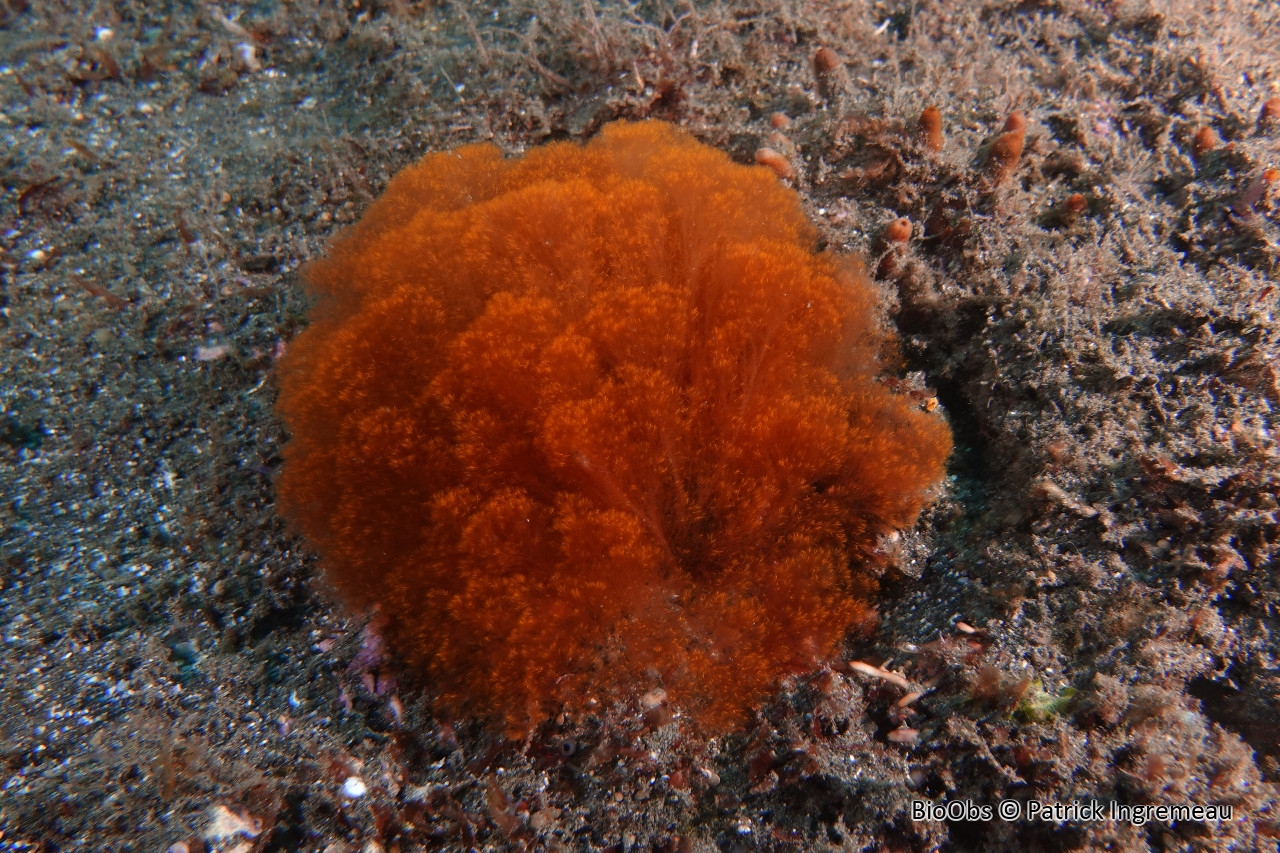 Antithamnionelle spirographe - Antithamnionella spirographidis - Patrick Ingremeau - BioObs