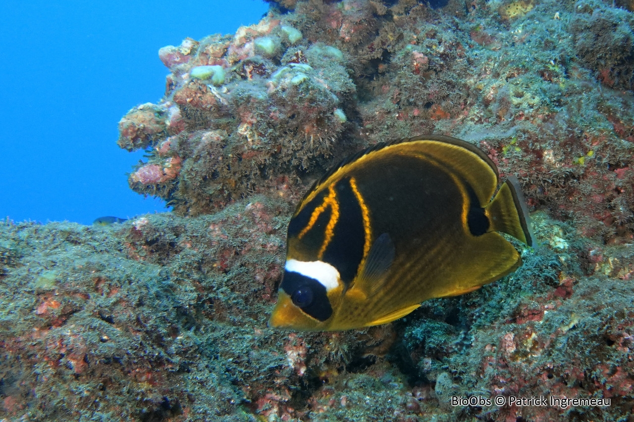 Poisson-papillon raton laveur - Chaetodon lunula - Patrick Ingremeau - BioObs