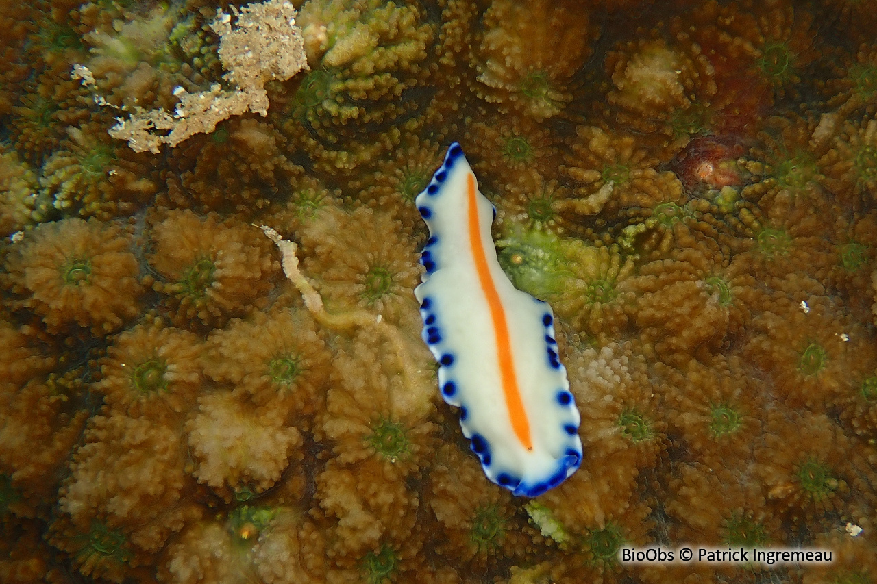Ver plat de Mayotte - Pseudoceros sp. - Patrick Ingremeau - BioObs