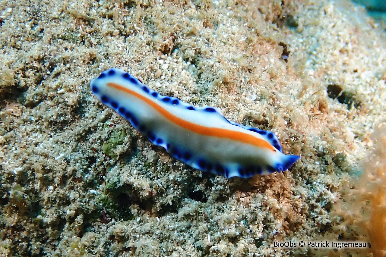 Ver plat de Mayotte - Pseudoceros sp. - Patrick Ingremeau - BioObs