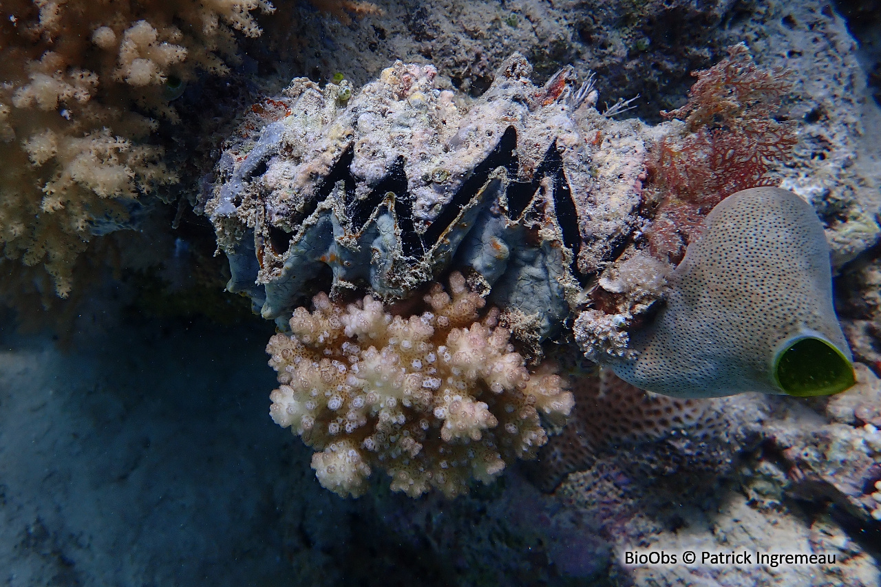 Huître zig-zag - Hyotissa hyotis - Patrick Ingremeau - BioObs