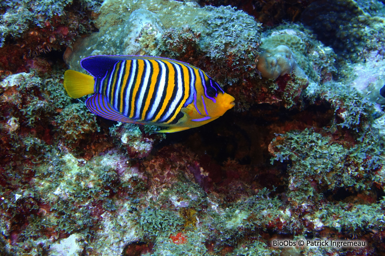 Holacanthe duc - Pygoplites diacanthus - Patrick Ingremeau - BioObs