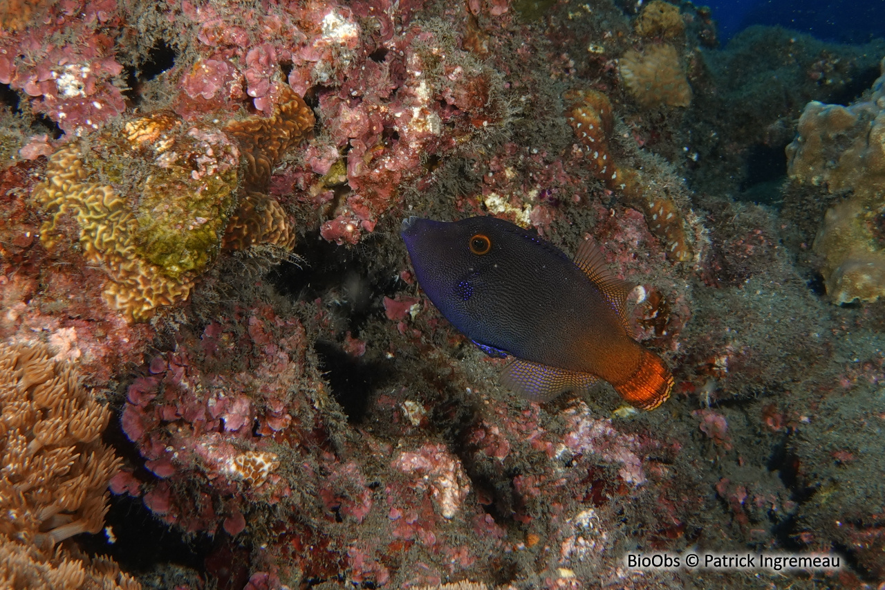 Poisson-lime à queue rouge - Pervagor janthinosoma - Patrick Ingremeau - BioObs