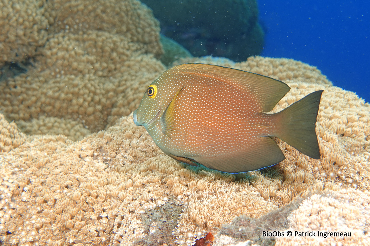 Chirurgien anneau d'or - Ctenochaetus truncatus - Patrick Ingremeau - BioObs