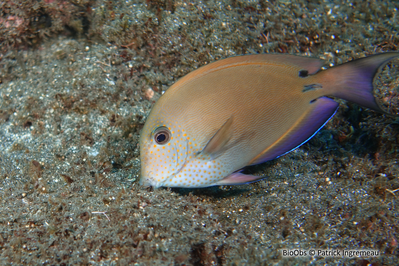 Chirurgien brun-noir - Acanthurus nigrofuscus - Patrick Ingremeau - BioObs