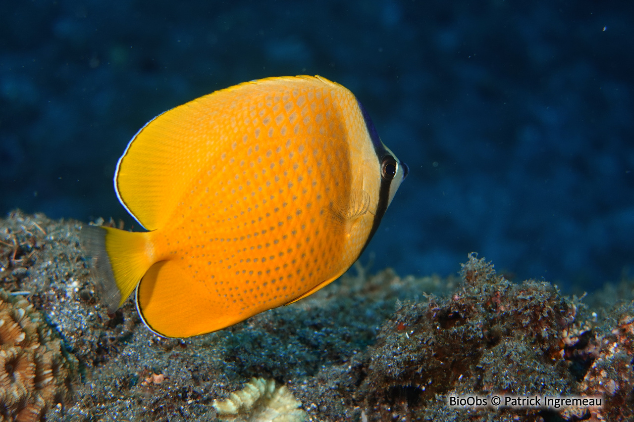 Poisson-papillon de Klein - Chaetodon kleinii - Patrick Ingremeau - BioObs