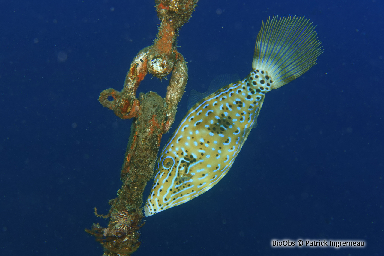 Bourse écriture - Aluterus scriptus - Patrick Ingremeau - BioObs