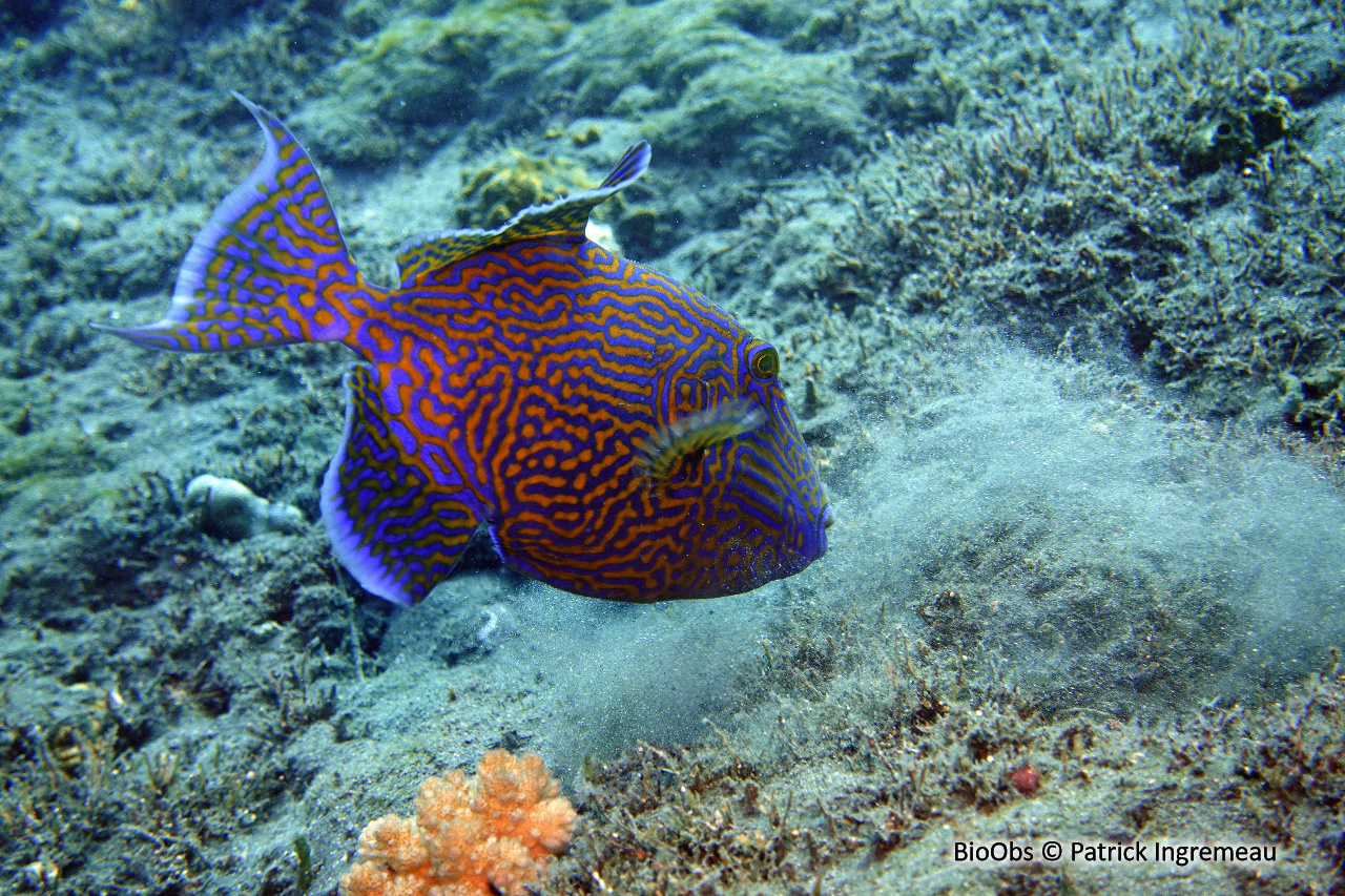 Baliste à rides bleues - Pseudobalistes fuscus - Patrick Ingremeau - BioObs