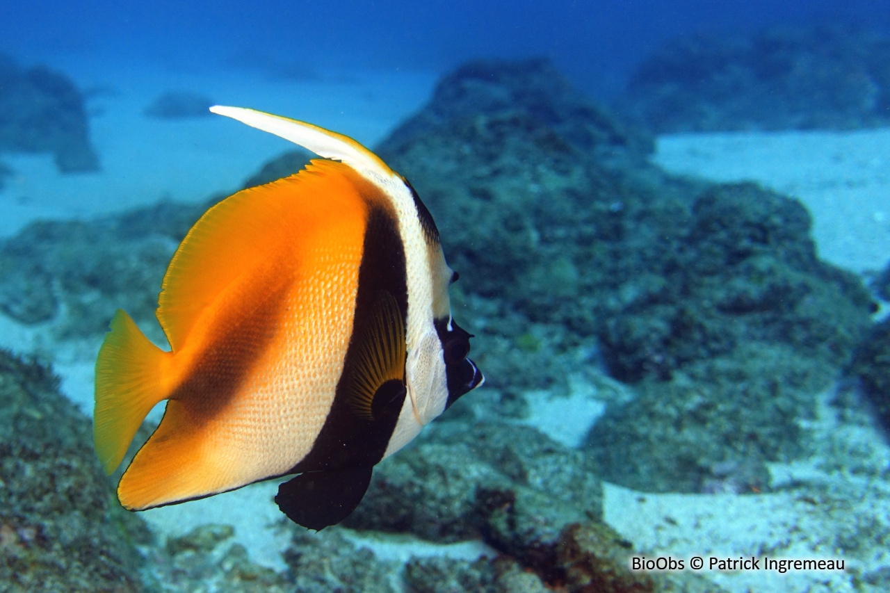 Poisson-cocher masqué - Heniochus monoceros - Patrick Ingremeau - BioObs