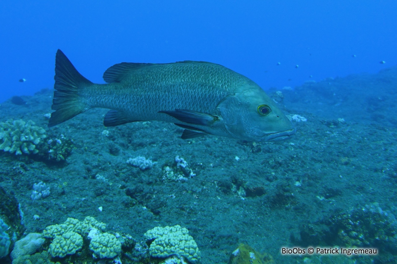 Vivaneau des mangroves - Lutjanus argentimaculatus - Patrick Ingremeau - BioObs