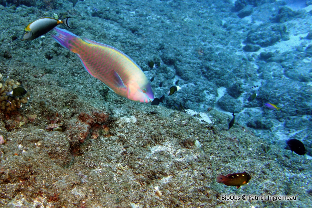 Perroquet commun - Scarus psittacus - Patrick Ingremeau - BioObs