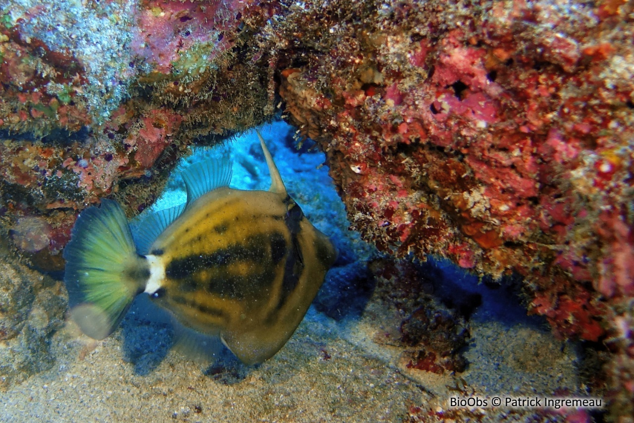 Poisson-lime moucheté - Cantherhines fronticinctus - Patrick Ingremeau - BioObs