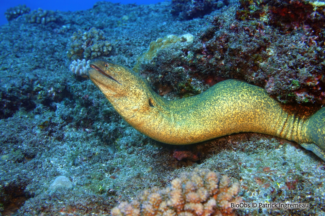 Murène à taches jaunes - Gymnothorax flavimarginatus - Patrick Ingremeau - BioObs