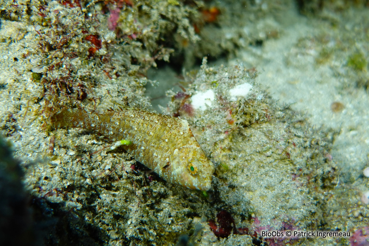 Perroquet marbré - Leptoscarus vaigiensis - Patrick Ingremeau - BioObs