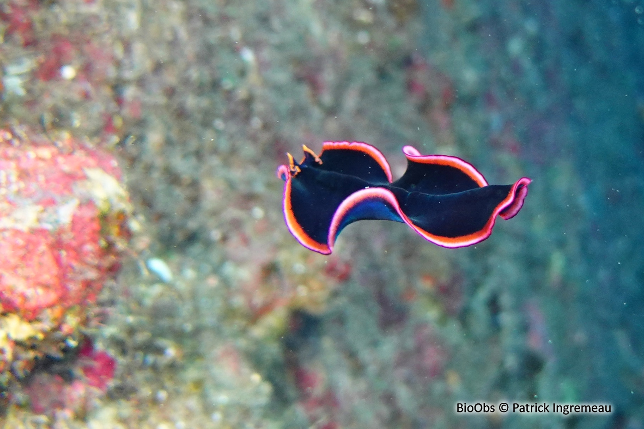 Planaire glorieuse - Pseudobiceros gloriosus - Patrick Ingremeau - BioObs