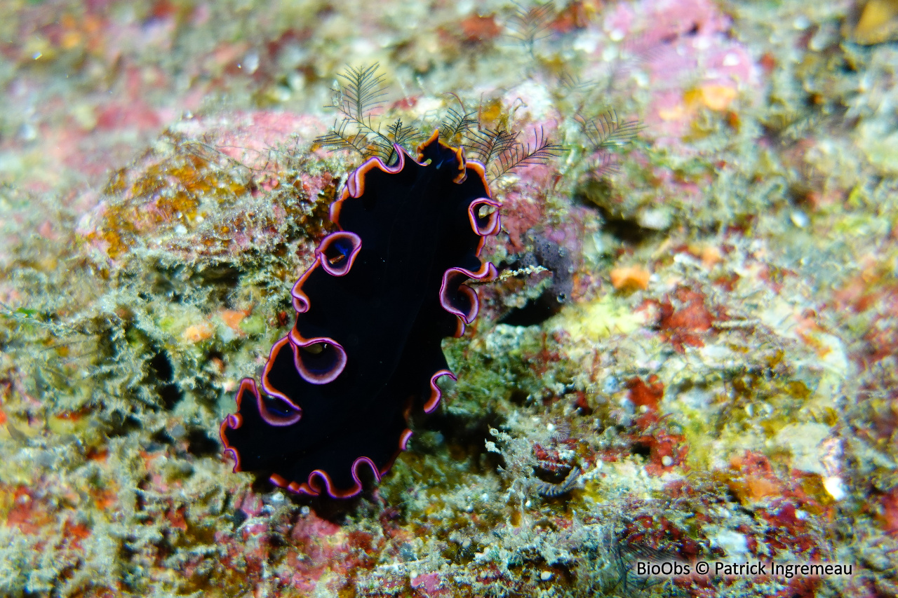 Planaire glorieuse - Pseudobiceros gloriosus - Patrick Ingremeau - BioObs