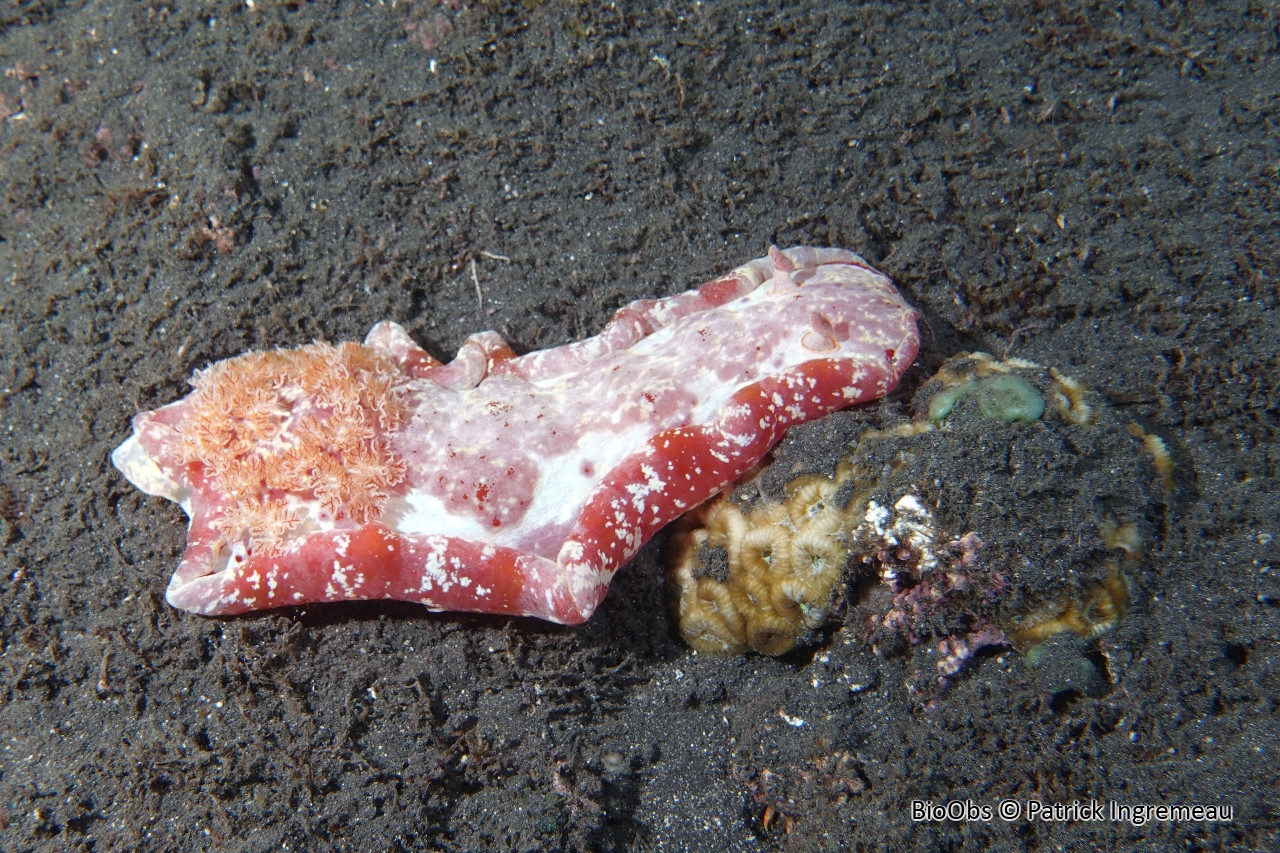 Danseuse espagnole lacérée - Hexabranchus lacer - Patrick Ingremeau - BioObs