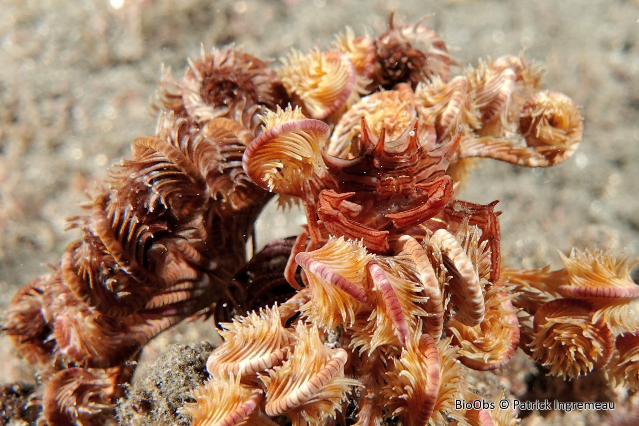 Crabe des crinoïdes - Tiaramedon spinosum - Patrick Ingremeau - BioObs