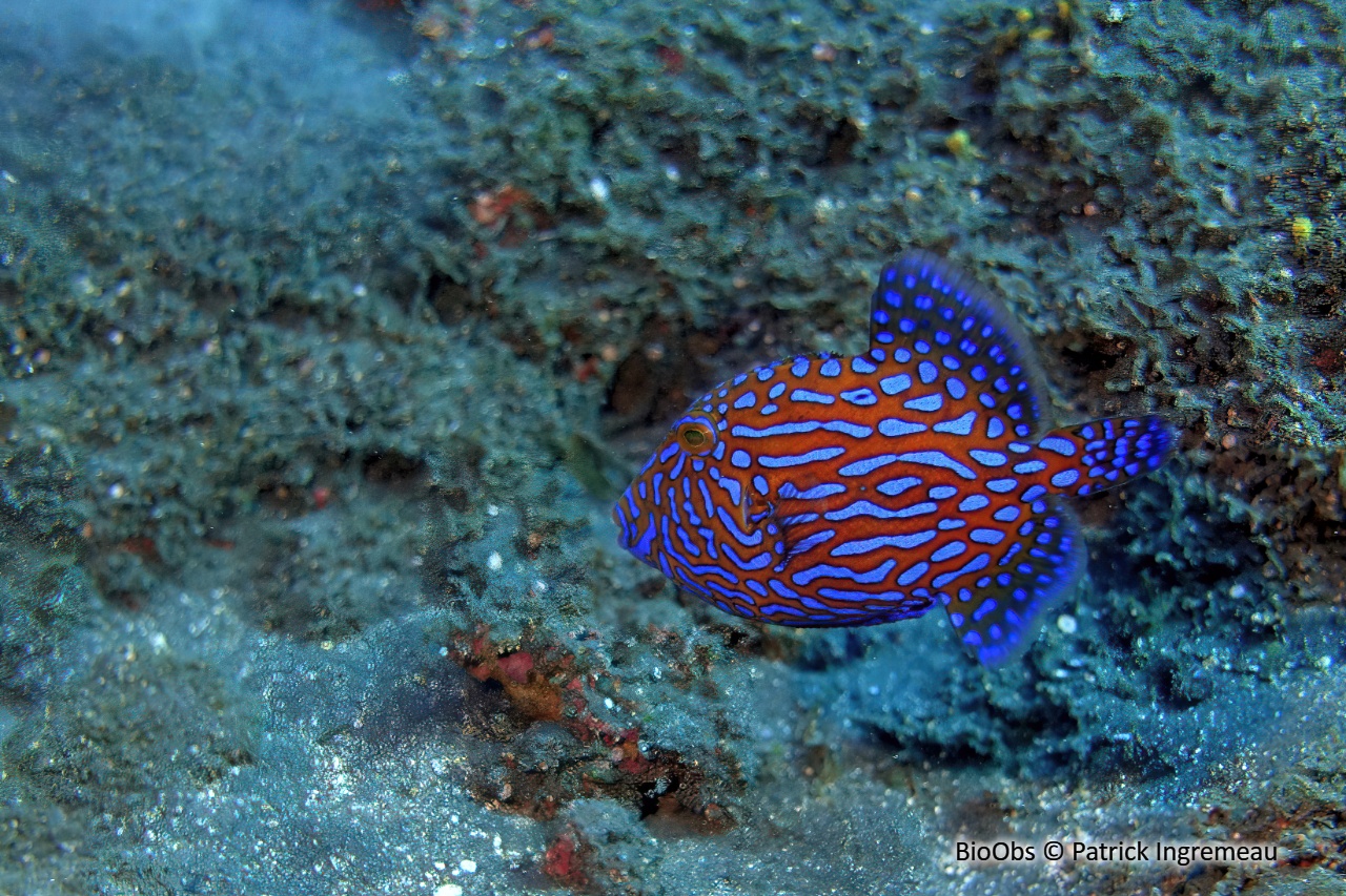 Baliste à rides bleues - Pseudobalistes fuscus - Patrick Ingremeau - BioObs