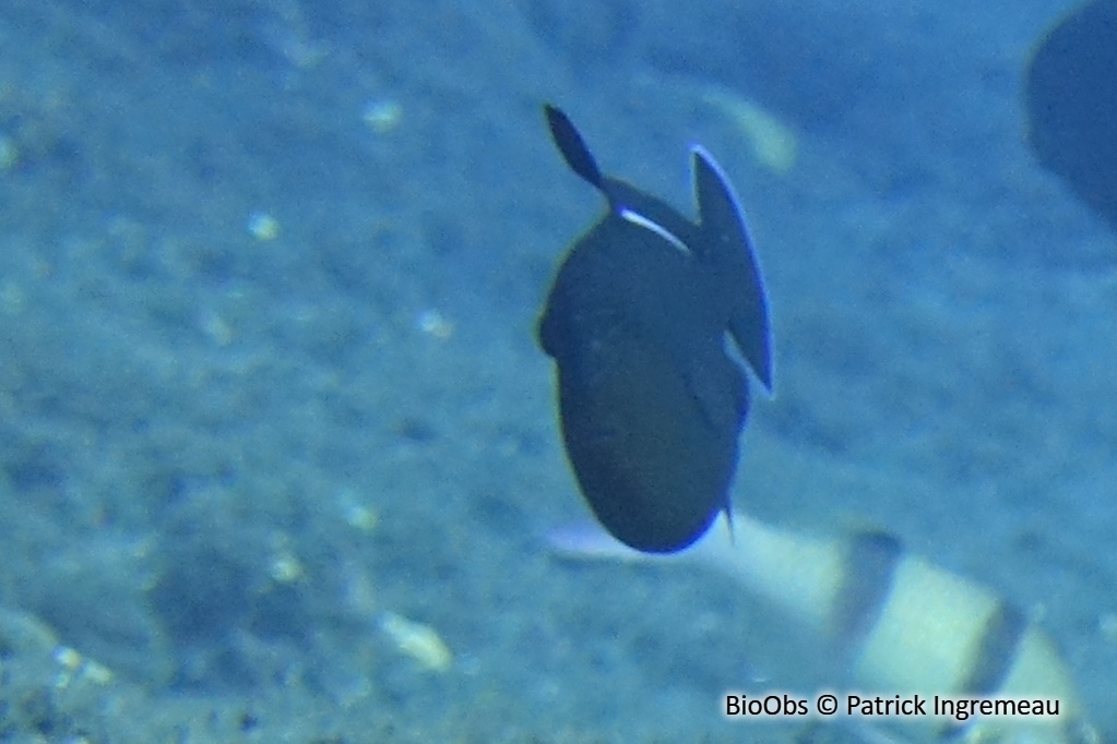 Baliste à nageoires noires - Melichthys indicus - Patrick Ingremeau - BioObs