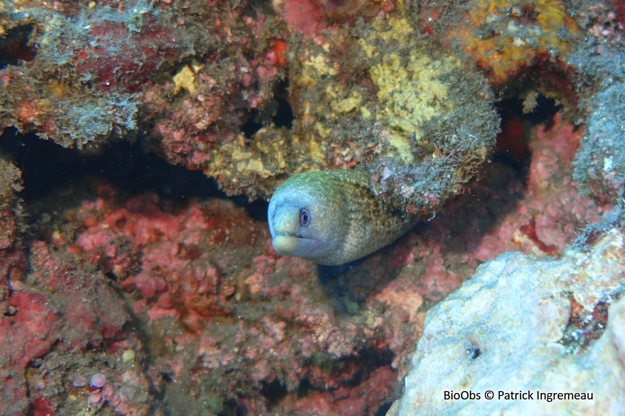 Murène errante - Gymnothorax buroensis - Patrick Ingremeau - BioObs