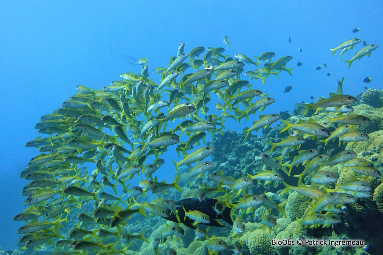 Rouget à nageoires jaunes - Mulloidichthys vanicolensis - Patrick Ingremeau - BioObs