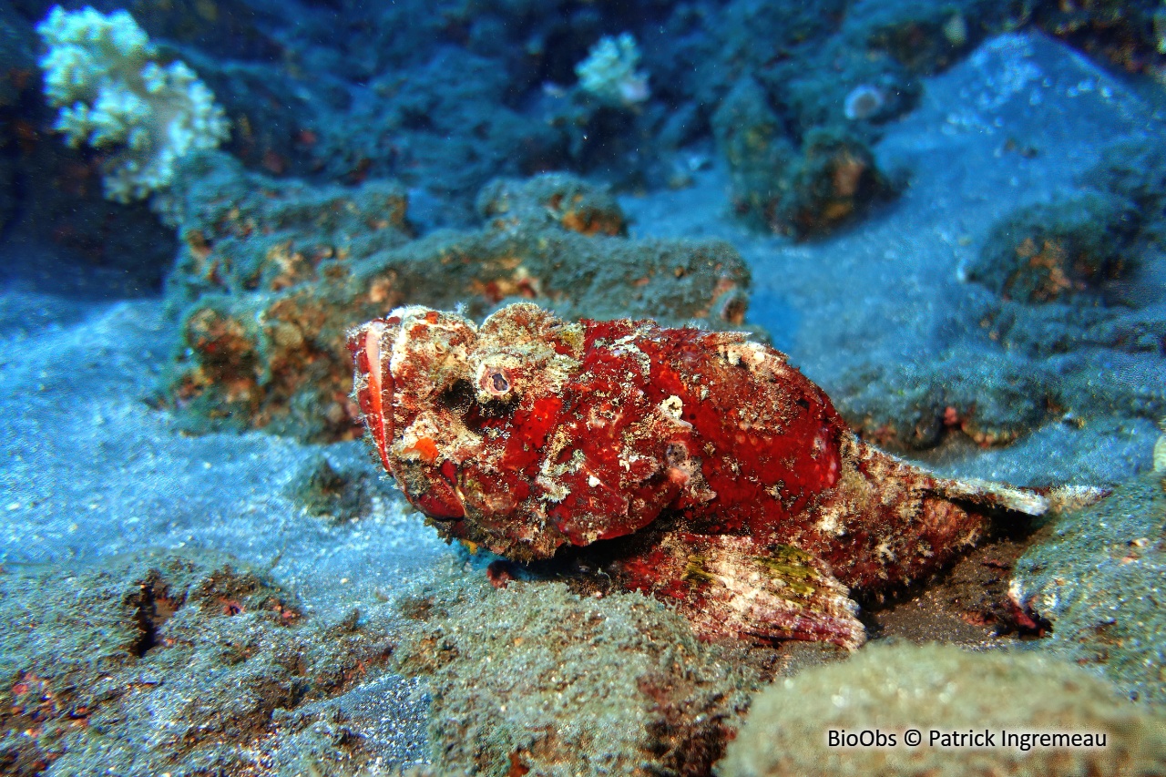 Poisson-scorpion diable - Scorpaenopsis diabolus - Patrick Ingremeau - BioObs