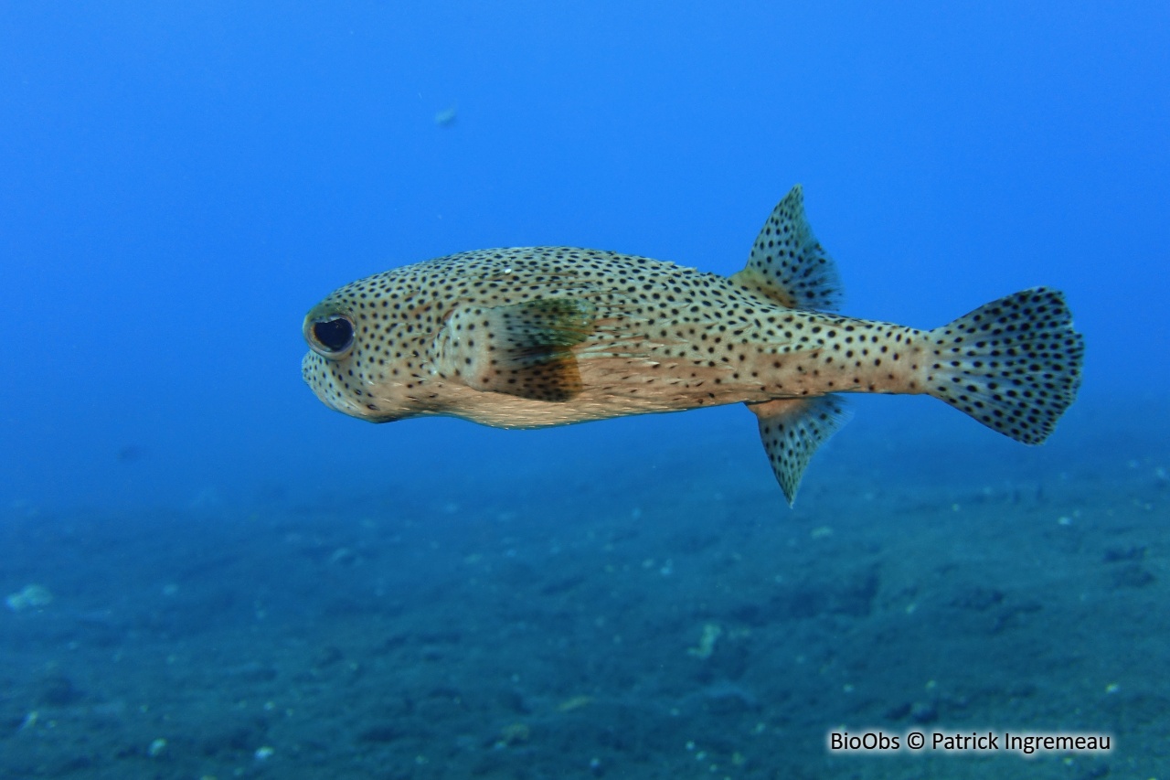 Poisson grand porc-épic - Diodon hystrix - Patrick Ingremeau - BioObs