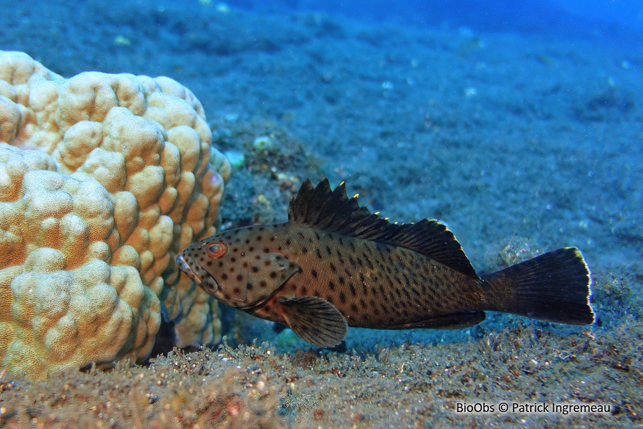 Mérou longues épines - Epinephelus longispinis - Patrick Ingremeau - BioObs