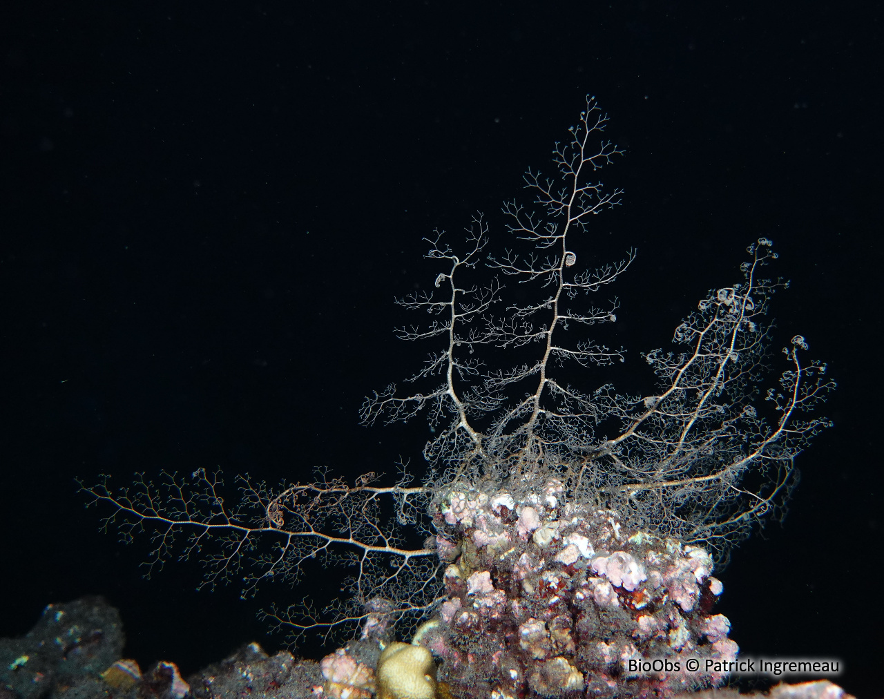 Gorgonocéphale tête de méduse - Astroboa nuda - Patrick Ingremeau - BioObs