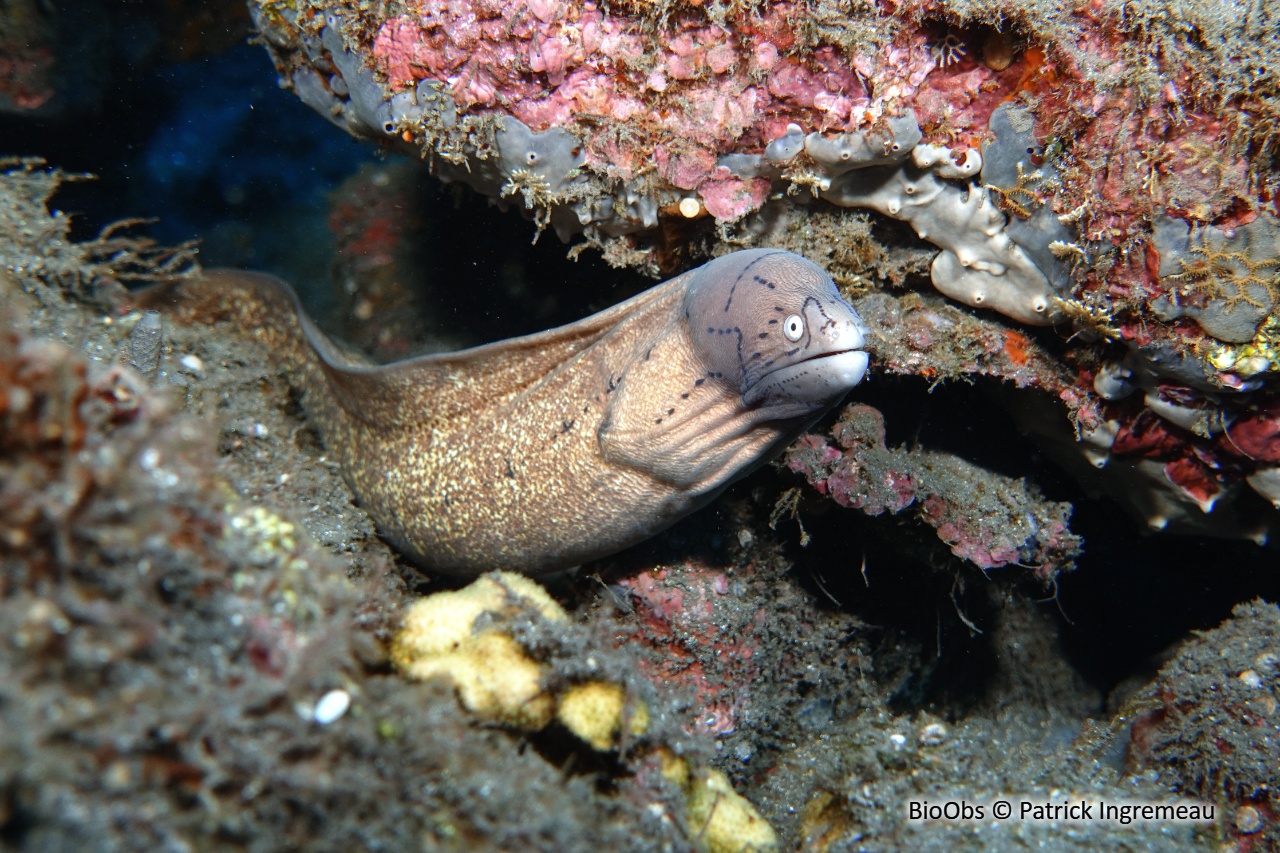 Murène tatouée - Gymnothorax griseus - Patrick Ingremeau - BioObs