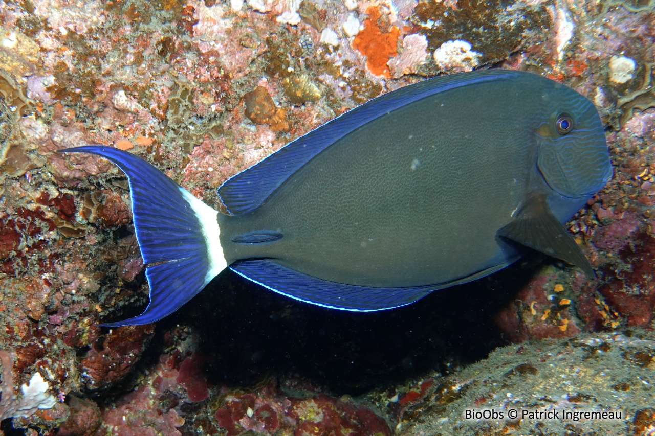 Chirurgien à anneau blanc - Acanthurus blochii - Patrick Ingremeau - BioObs