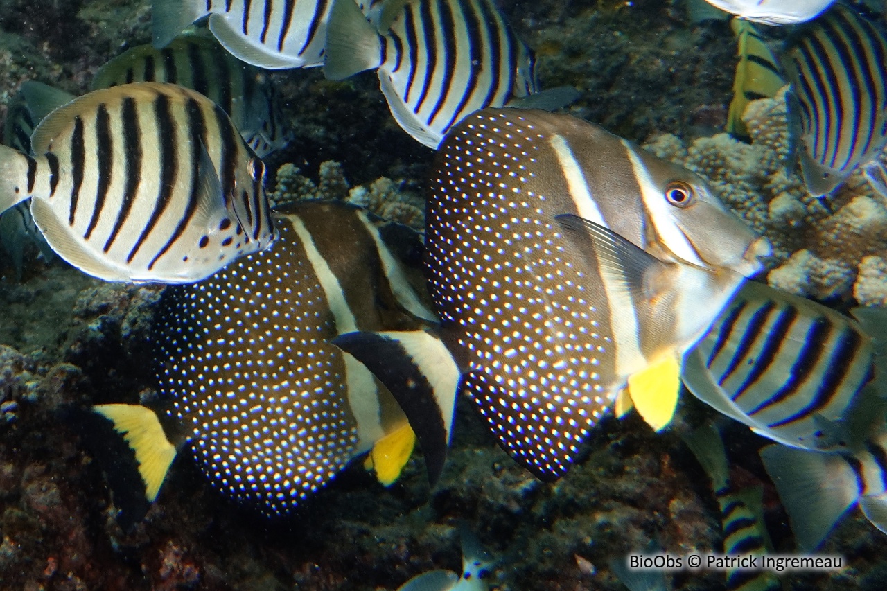 Chirurgien-pintade - Acanthurus guttatus - Patrick Ingremeau - BioObs