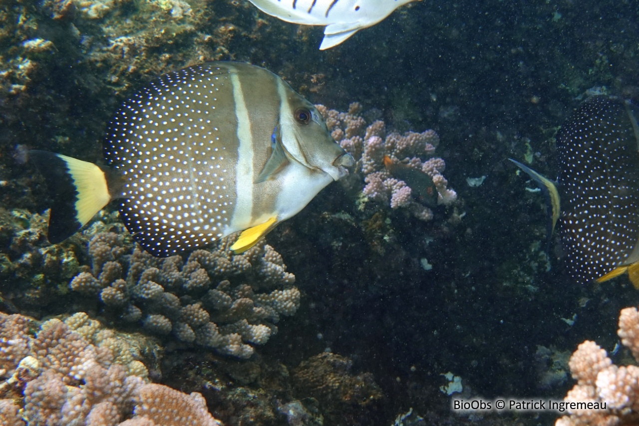 Chirurgien-pintade - Acanthurus guttatus - Patrick Ingremeau - BioObs