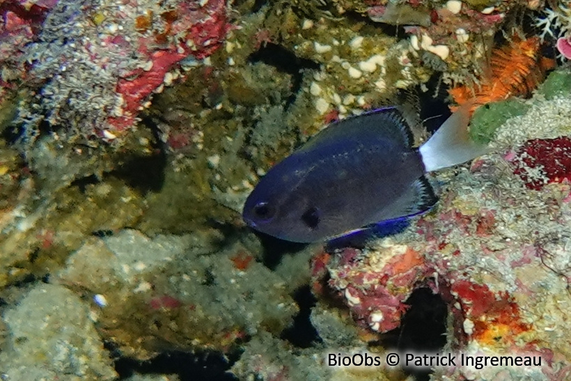 Demoiselle à queue blanche - Chromis leucura - Patrick Ingremeau - BioObs