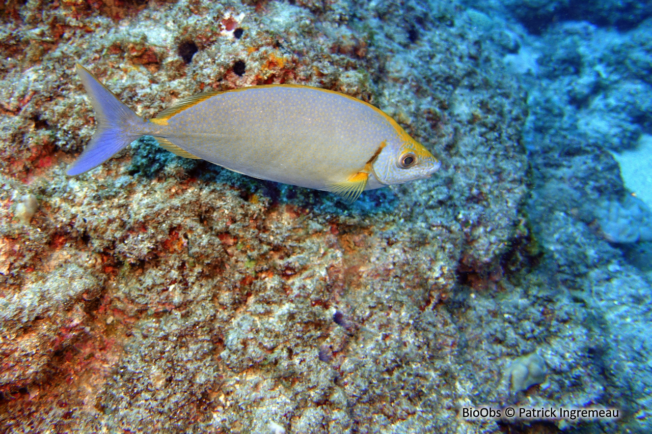 Poisson-lapin vermiculé - Siganus argenteus - Patrick Ingremeau - BioObs