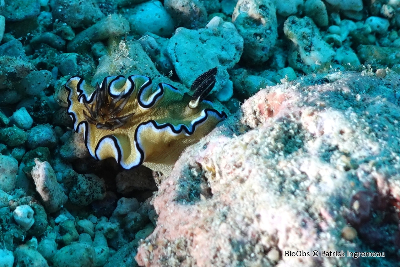 Doris à rebord noir - Doriprismatica atromarginata - Patrick Ingremeau - BioObs