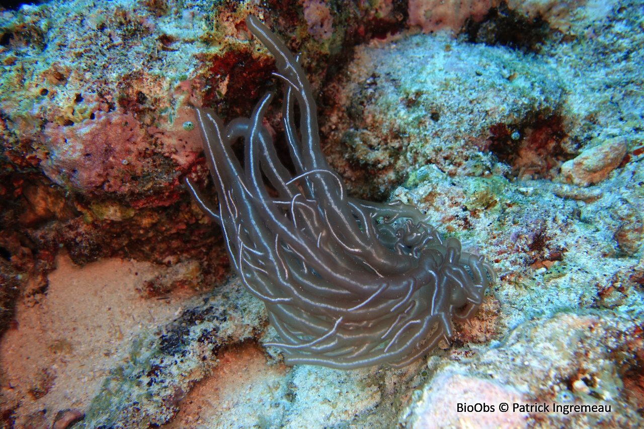 Trichogloea (genre) - Trichogloea - Patrick Ingremeau - BioObs